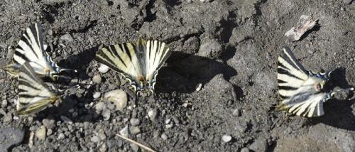 Iphiclides podalirius